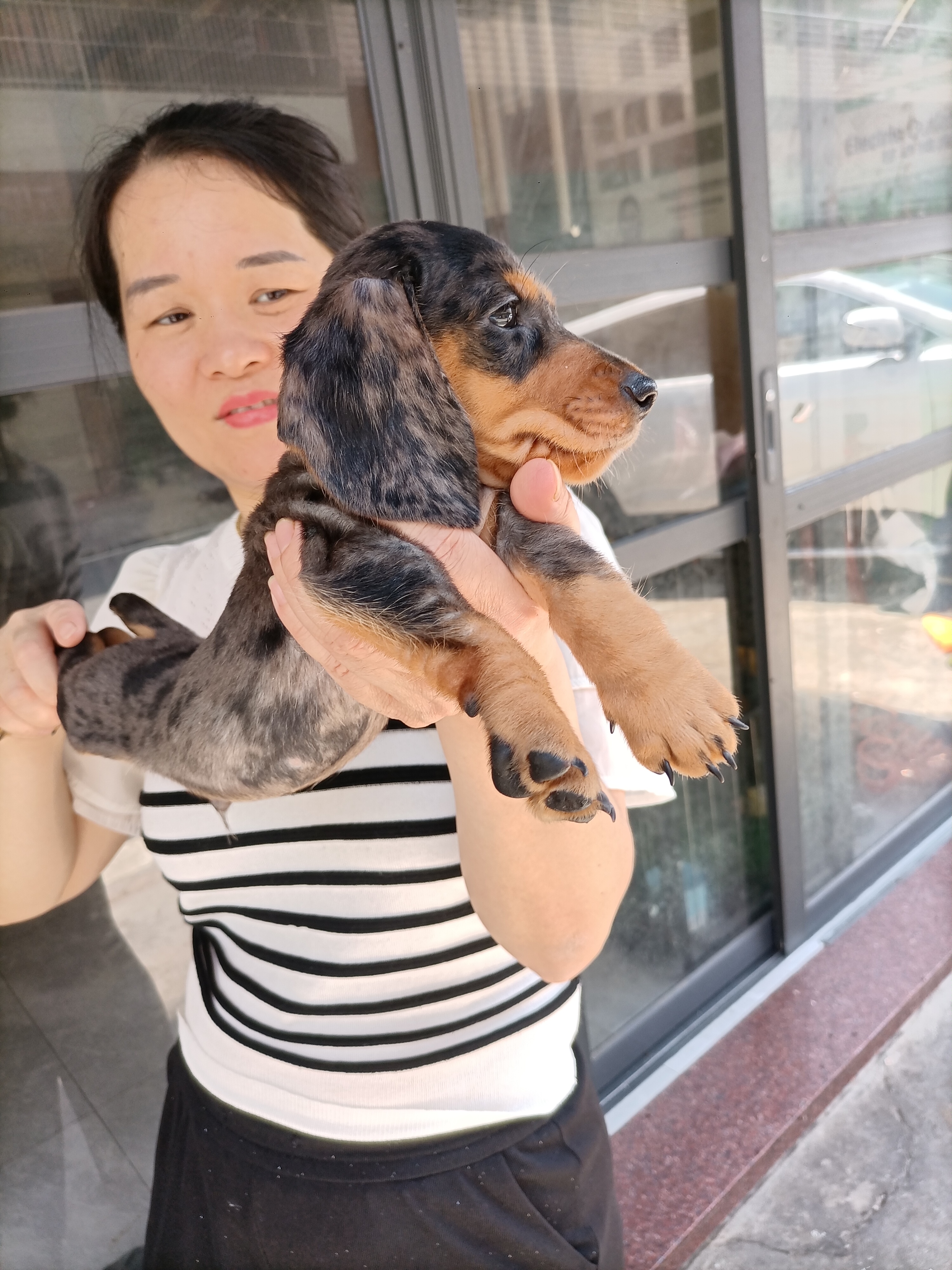 精品迷你体陨石腊肠犬。超值享受，健康活泼！疫苗做齐。不讲价！诚实守信卖家